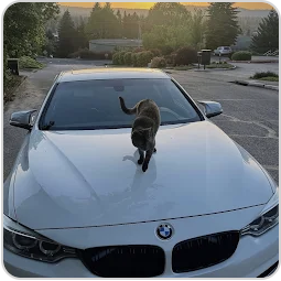 Nageeb’s white BMW with a cat on the hood